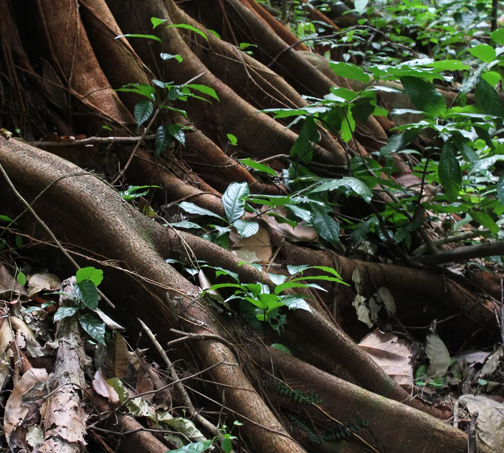 Huge buttress roots of a tree in the rainforest of Saint Lucia